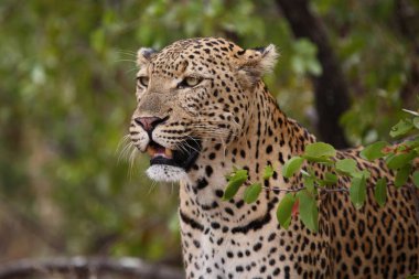 Leopard / Leopard / Panthera pardus