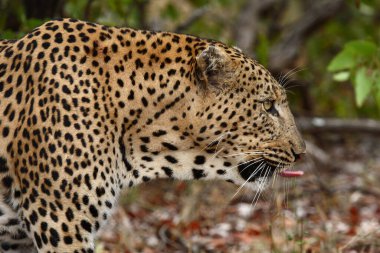 Leopard / Leopard / Panthera pardus