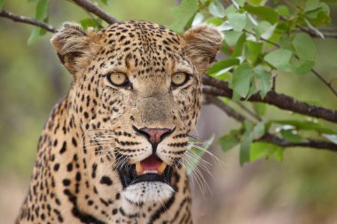 Leopard / Leopard / Panthera pardus