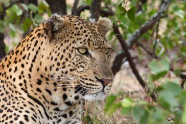 Leopard / Leopard / Panthera pardus