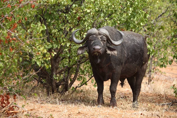 Kaffernbueffel Afrikaanse Buffel Syncerus Caffer — Stockfoto