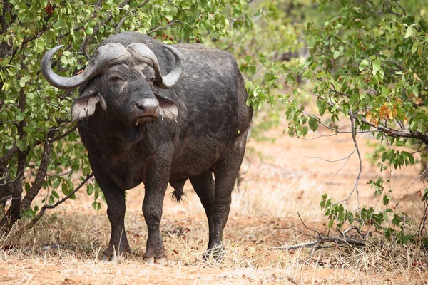 Kaffernbueffel African Buffalo Syncerus Caffer — Stock fotografie