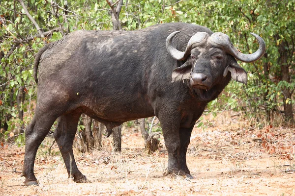 Kaffernbueffel African Buffalo Syncerus Caffer — 스톡 사진