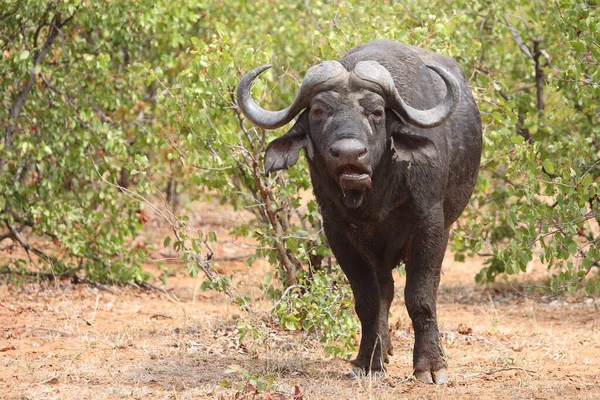 Kaffernbueffel Afrikaanse Buffel Syncerus Caffer — Stockfoto
