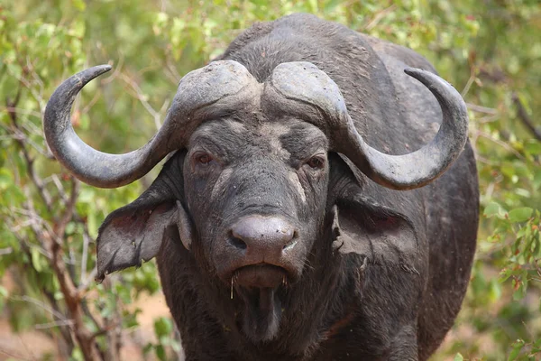 Kaffernbueffel African Buffalo Syncerus Caffer — Stock Photo, Image