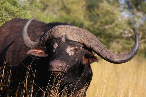 Kaffernbueffel Búfalo Africano Syncerus Caffer — Fotografia de Stock