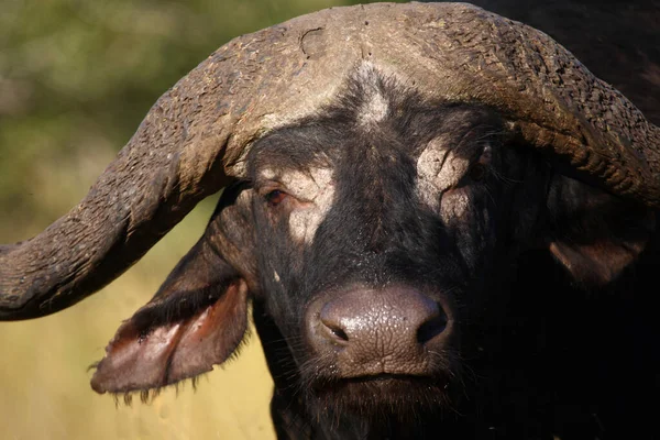 Kaffernbueffel Afrikansk Buffel Syncerus Caffer — Stockfoto