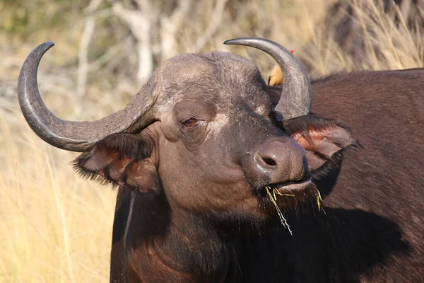 Kaffernbueffel Búfalo Africano Syncerus Caffer — Fotografia de Stock