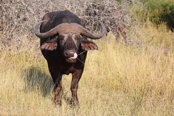 Kaffernbueffel Búfalo Africano Syncerus Caffer — Fotografia de Stock