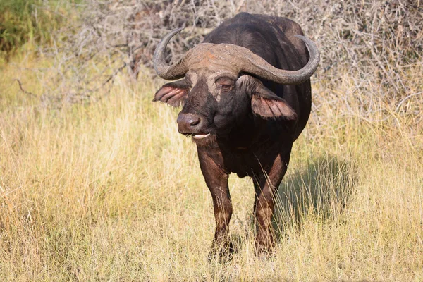 Kaffernbueffel Búfalo Africano Syncerus Caffer — Fotografia de Stock