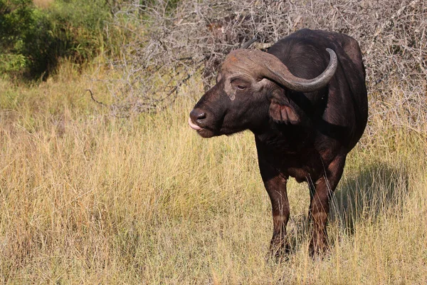 Kaffernbueffel Afrikaanse Buffel Syncerus Caffer — Stockfoto