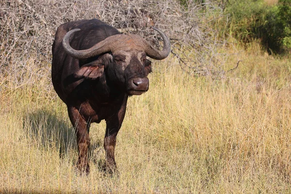 Kaffernbueffel African Buffalo Syncerus Caffer — стокове фото