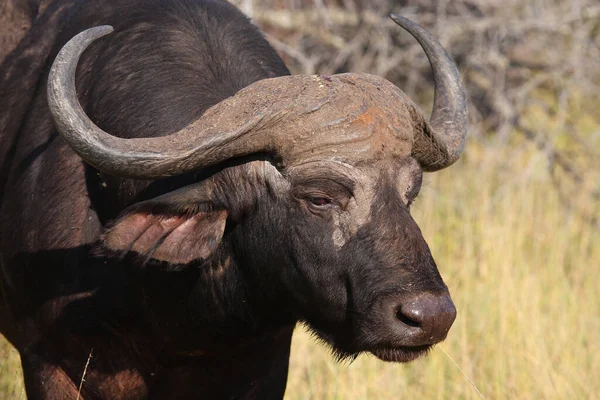 Kaffernbueffel Afrikaanse Buffel Syncerus Caffer — Stockfoto