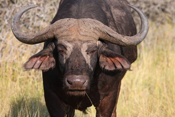 Kaffernbueffel Afrikansk Buffel Syncerus Caffer — Stockfoto