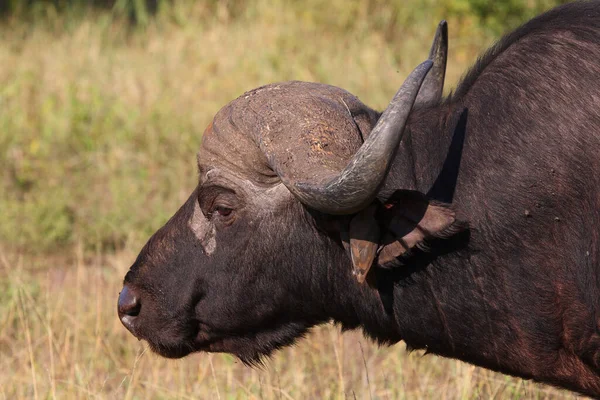 Kaffernbüffel Afrikanischer Büffel Syncerus Caffer — Stockfoto