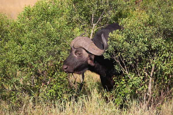 Kaffernbueffel Afrikansk Buffel Syncerus Caffer — Stockfoto