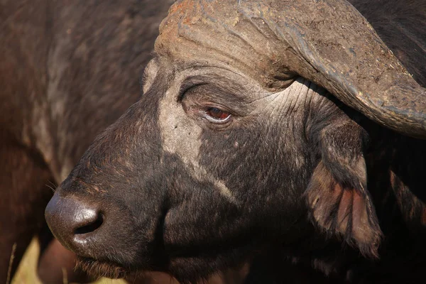 Kaffernbueffel African Buffalo Syncerus Caffer — стокове фото