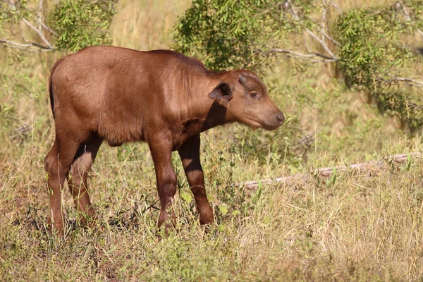 Kaffernbueffel African Buffalo Syncerus Caffer — 图库照片