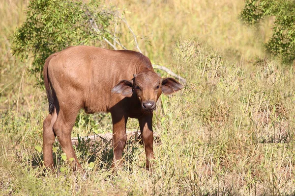 Kaffernbueffel Afrikalı Bufalo Syncerus Caffer — Stok fotoğraf