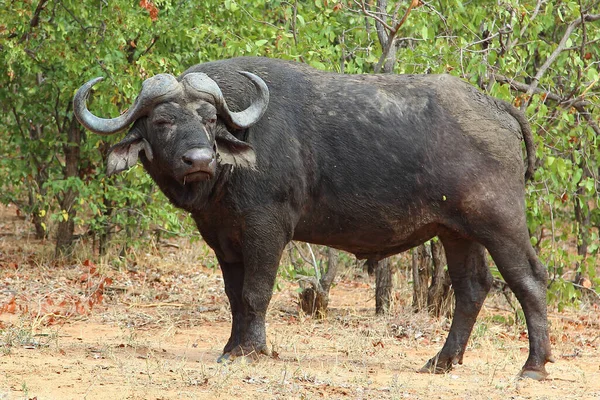 Kaffernbueffel Búfalo Africano Syncerus Caffer — Fotografia de Stock