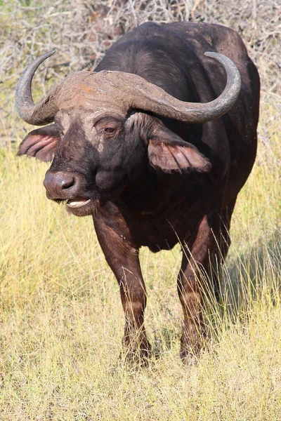 Kaffernbueffel Búfalo Africano Syncerus Caffer — Fotografia de Stock