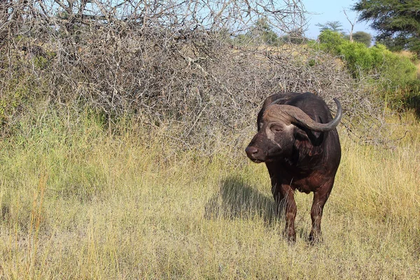Kaffernbueffel African Buffalo Syncerus Caffer — 스톡 사진