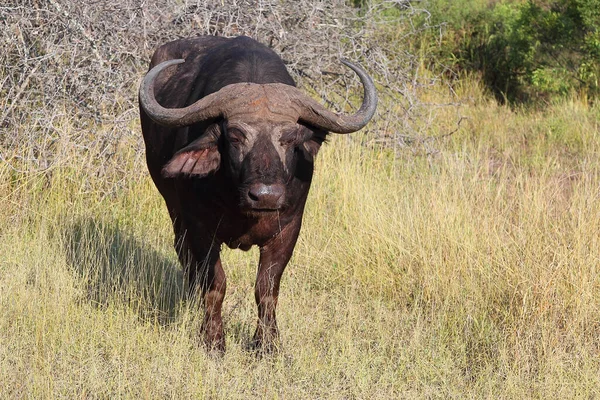 Kaffernbueffel Búfalo Africano Syncerus Caffer — Fotografia de Stock