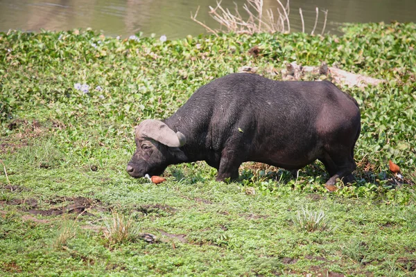 Kaffernbueffel Und Blaustirn Blatthuehnchen African Buffalo African Jacana Syncerus Caffer — Stock fotografie