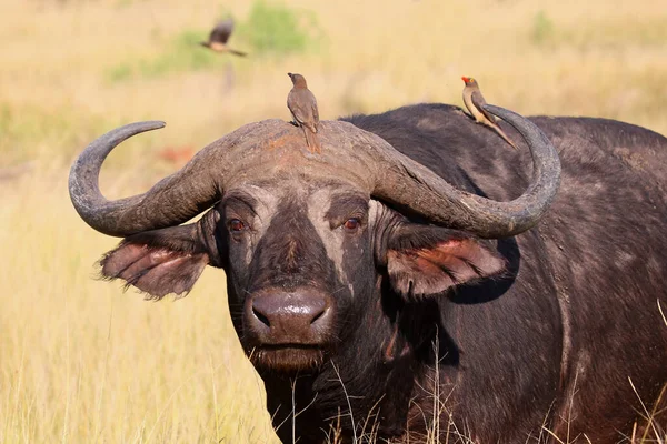Kaffernbueffel Und Rotschnabel Madenhacker African Buffalo Red Billed Oxpecker Syncerus — Stock Photo, Image