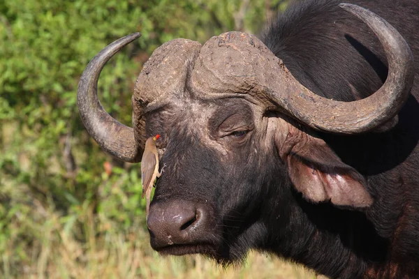 Kaffernbueffel Und Rotschnabel Madenhacker Búfalo Africano Oxpecker Bico Vermelho Syncerus — Fotografia de Stock