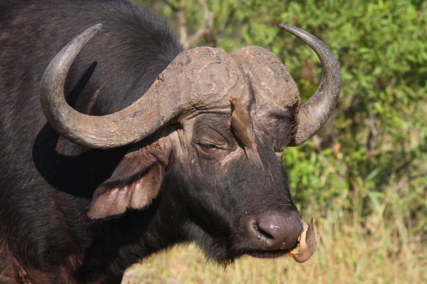 Kaffernbueffel Und Rotschnabel Madenhacker Afrikai Bivaly Vörös Számlájú Oxpecker Syncerus — Stock Fotó