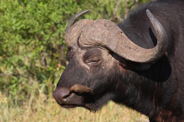 Kaffernbueffel Und Rotschnabnel Madenhacker African Buffer Red Billed Oxpecker Syncerus — 스톡 사진