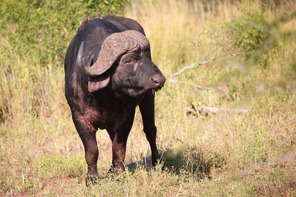 Kaffernbueffel Und Rotschnabel Madenhacker Afrikansk Buffel Och Rödnäbbad Oxpett Syncerus — Stockfoto