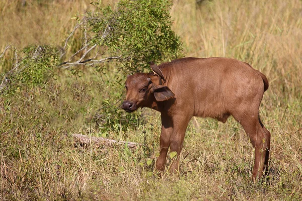 Kaffernbueffel Und Rotschnabel Madenhacker Búfalo Africano Pico Rojo Syncerus Caffer —  Fotos de Stock