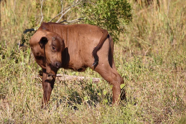 Kaffernbueffel Und Rotschnabel Madenhacker African Buffalo Red Bill Oxpecker Syncerus — Stok fotoğraf
