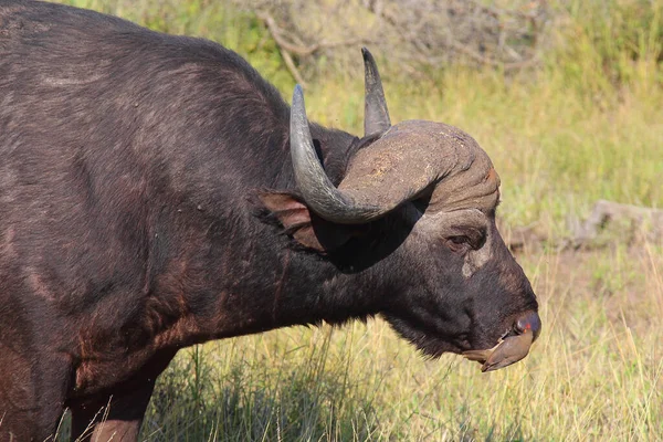 Kaffernbueffel Und Rotschnabel Madenhacker Afrikansk Buffel Och Rödnäbbad Oxpett Syncerus — Stockfoto