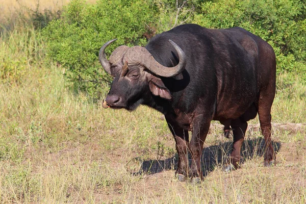 Kaffernbueffel Und Rotschnabel Madenhacker Búfalo Africano Oxpecker Bico Vermelho Syncerus — Fotografia de Stock