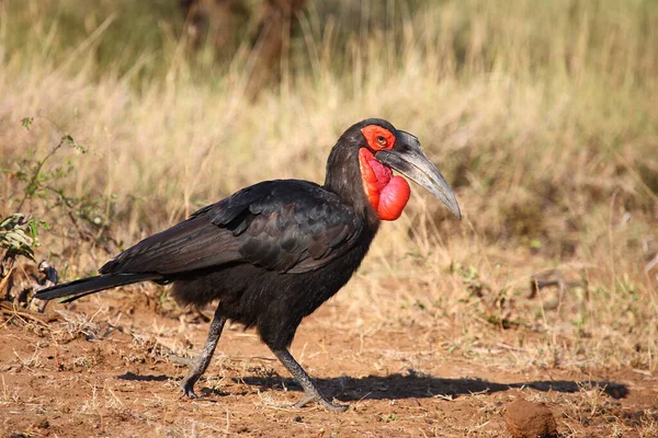 Kaffernhornrabe Southern Ground Hornbill Bucorvus Leadbeateri — стоковое фото