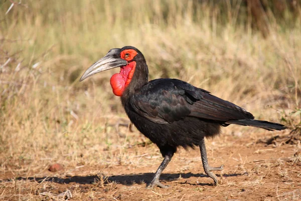 Kaffernhornrabe / Southern ground hornbill / Bucorvus leadbeateri