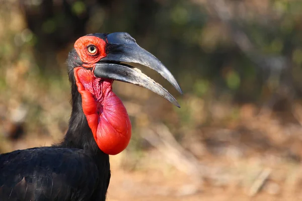 Kaffernhornrabe Southern Ground Hornbill Bucorvus Leadbeateri — Φωτογραφία Αρχείου