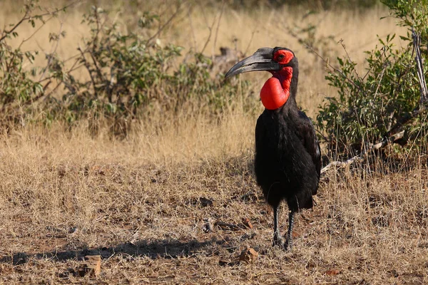 Kaffernhornrabe Southern Ground Hornbill Bucorvus Leadbeateri — стоковое фото