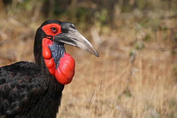 Kaffernhornrabe Southern Ground Hornbill Bucorvus Leadbeateri — Stock Photo, Image