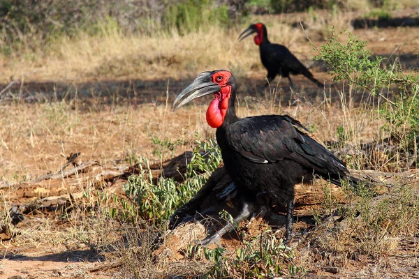 Kaffernhornrabe Southern Ground Hornbill Bucorvus Leadbeateri — Φωτογραφία Αρχείου