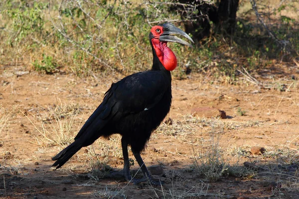 Kaffernhornrabe Southern Ground Hornbill Bucorvus Leadbeateri —  Fotos de Stock