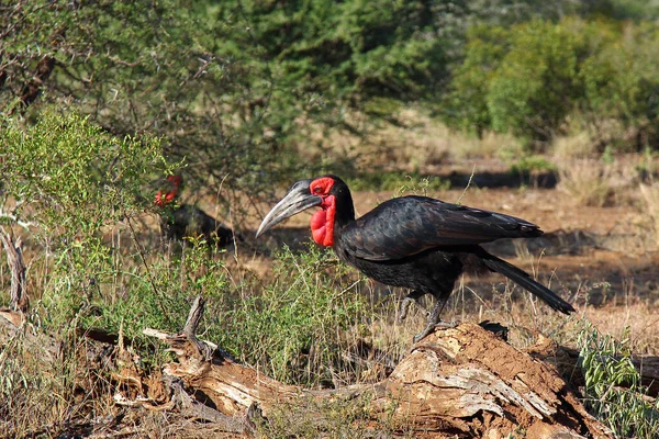 Kaffernhornrabe Southern Ground Hornbill Bucorvus Leadbeateri — стоковое фото