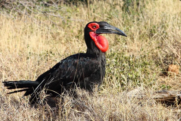 Kaffernhornrabe Southern Ground Hornbill Bucorvus Leadbeateri — Fotografia de Stock