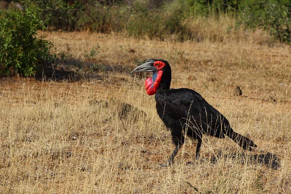 Kaffernhornrabe Southern Ground Hornbill Bucorvus Leadbeateri — стоковое фото