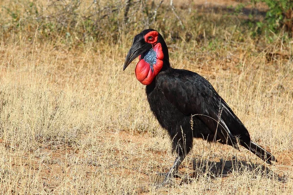 Kaffernhornrabe Southern Ground Hornbill Bucorvus Leadbeateri — Foto de Stock