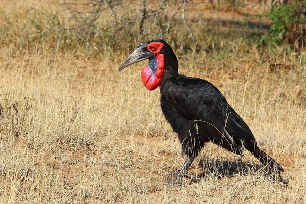 Kaffernhornrabe Southern Ground Hornbill Bucorvus Leadbeateri — Photo