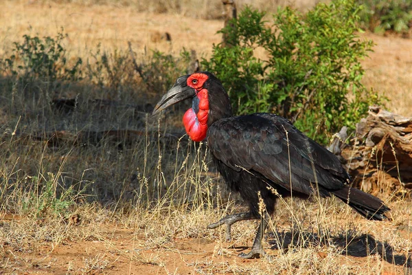 Kaffernhornrabe Southern Ground Hornbill Bucorvus Leadbeateri — Stockfoto